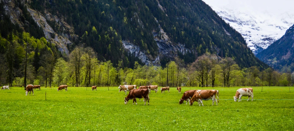 a herd of cattle grazing on a lush green field, by Andries Stock, pexels contest winner, renaissance, lauterbrunnen valley, brown, milk, random background scene