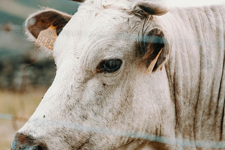 a close up of a cow behind a fence, trending on pexels, white freckles, that resembles a bull\'s, low quality photo, high resolution image