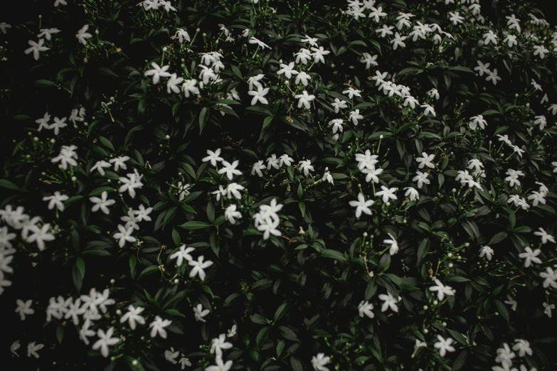 a bush of white flowers with green leaves, an album cover, inspired by Elsa Bleda, trending on unsplash, ☁🌪🌙👩🏾, it's getting dark, lobelia, jasmine