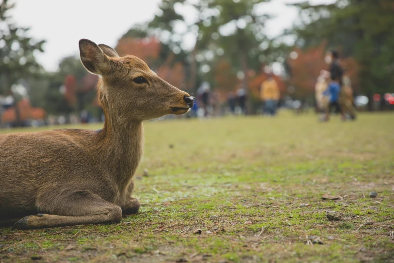 a deer that is laying down in the grass, by Elsa Bleda, pexels contest winner, sitting in tokyo, people watching around, 2 0 0 0's photo, fan favorite