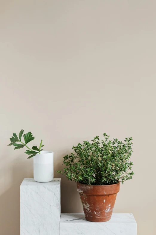 a potted plant sitting on top of a white shelf, a minimalist painting, trending on pexels, postminimalism, light - brown wall, herbs and flowers, myrtle, limestone