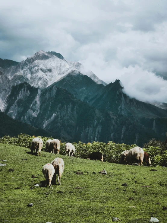 a herd of sheep grazing on a lush green hillside, an album cover, by Shang Xi, unsplash contest winner, sumatraism, snow capped mountains, grey, ready to eat, cloud-like white hair