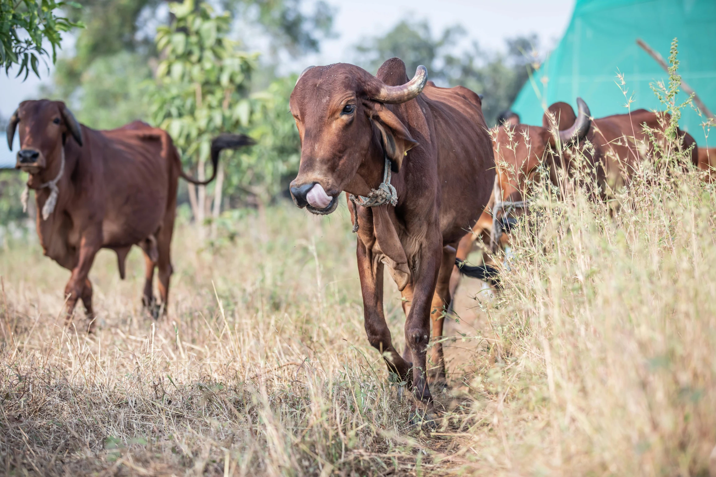 a herd of cattle walking across a dry grass field, a portrait, unsplash, land mines, mongezi ncaphayi, gipf project, profile image