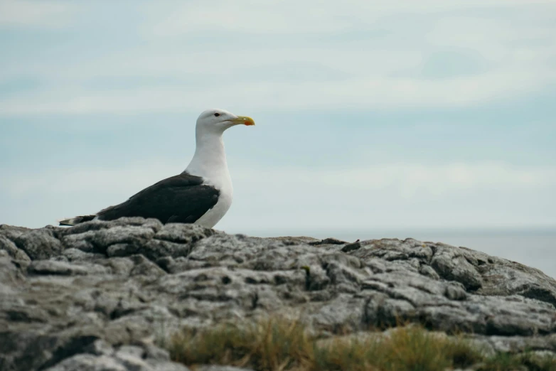 a seagull sitting on a rock with the ocean in the background, guide, with a yellow beak, limestone, behind the scenes