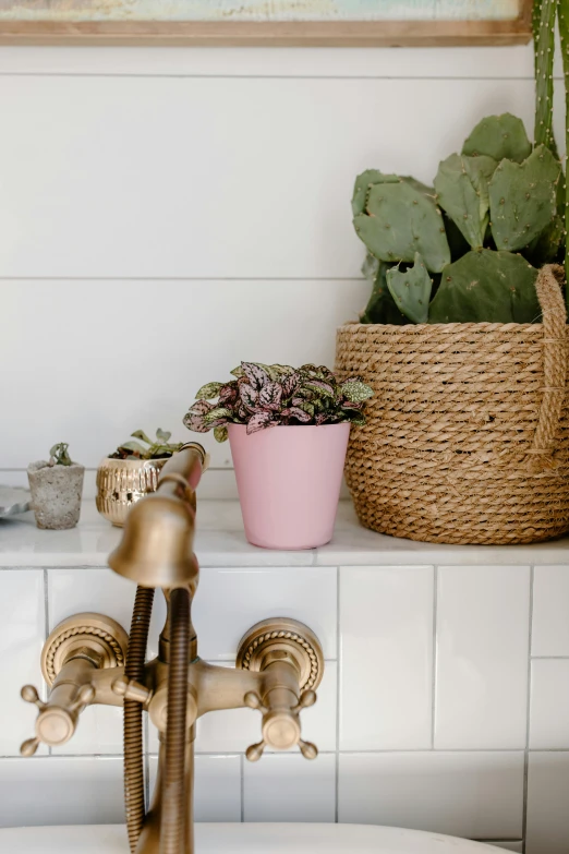 a gold faucet sitting on top of a bathroom sink, by Everett Warner, trending on unsplash, cacti everywhere, pink and grey muted colors, in a kitchen, cottage decor