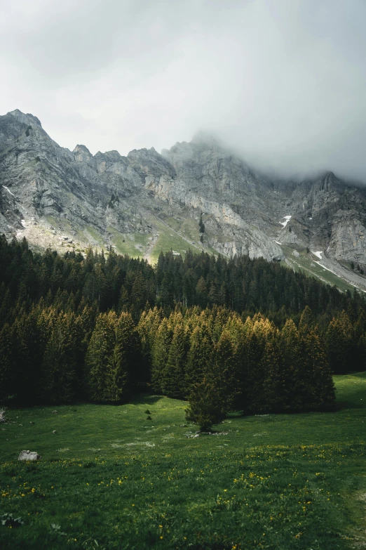 a grassy field with trees and mountains in the background, a picture, by Johannes Voss, unsplash contest winner, renaissance, tall pine trees, cliffs, gray clouds, cozy environment