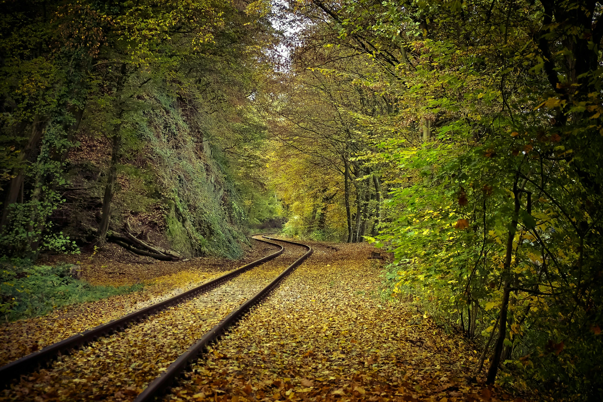 a train track in the middle of a forest, a photo, pixabay, gold leaves, lower saxony, sharp lines, curves