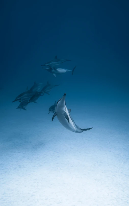 a group of dolphins swimming in the ocean, by Robert Jacobsen, slide show, peter marlow photography, red sea, dop