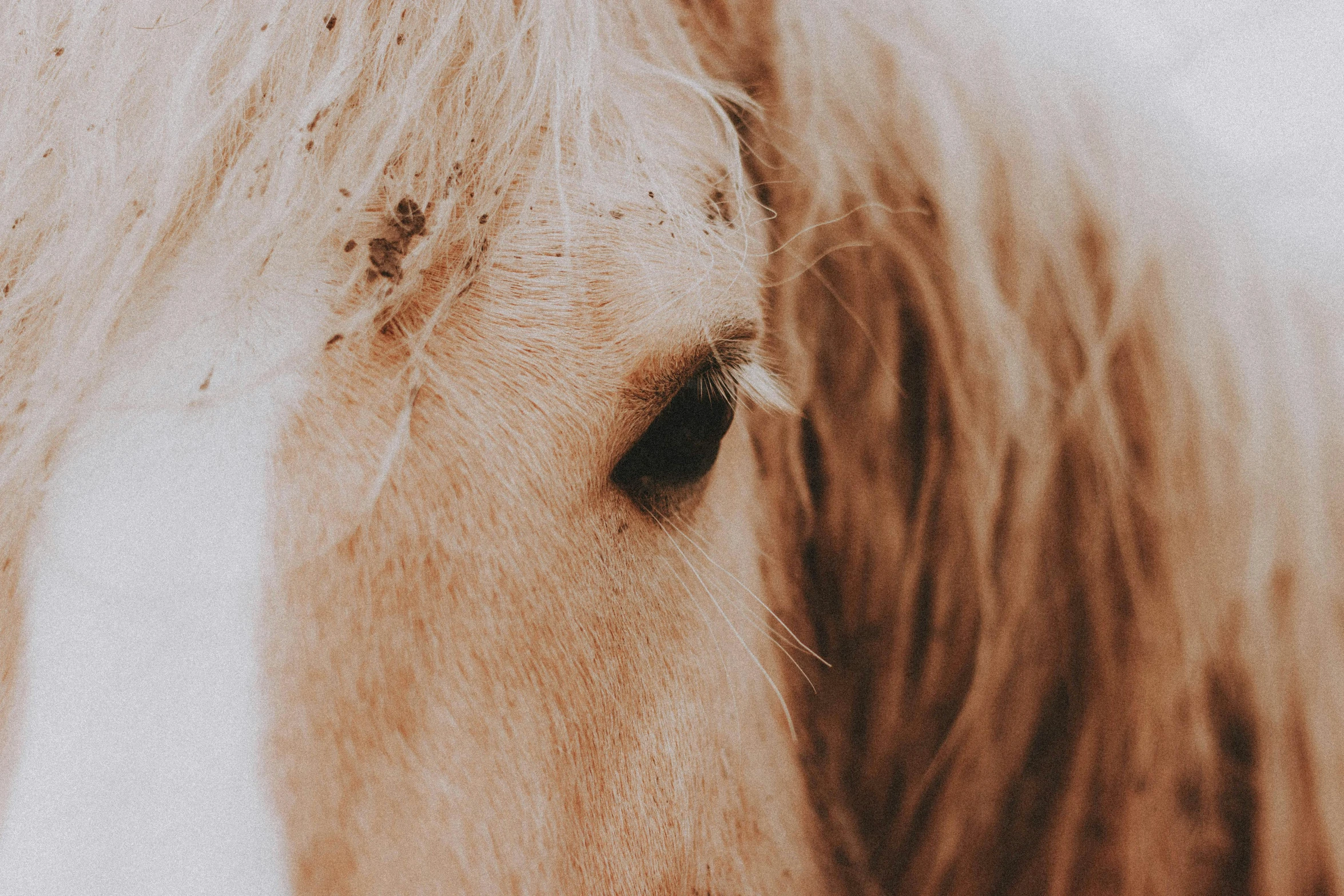 a close up of a horse's face with a blurry background, trending on pexels, vintage photo, blond, grain”, profile image