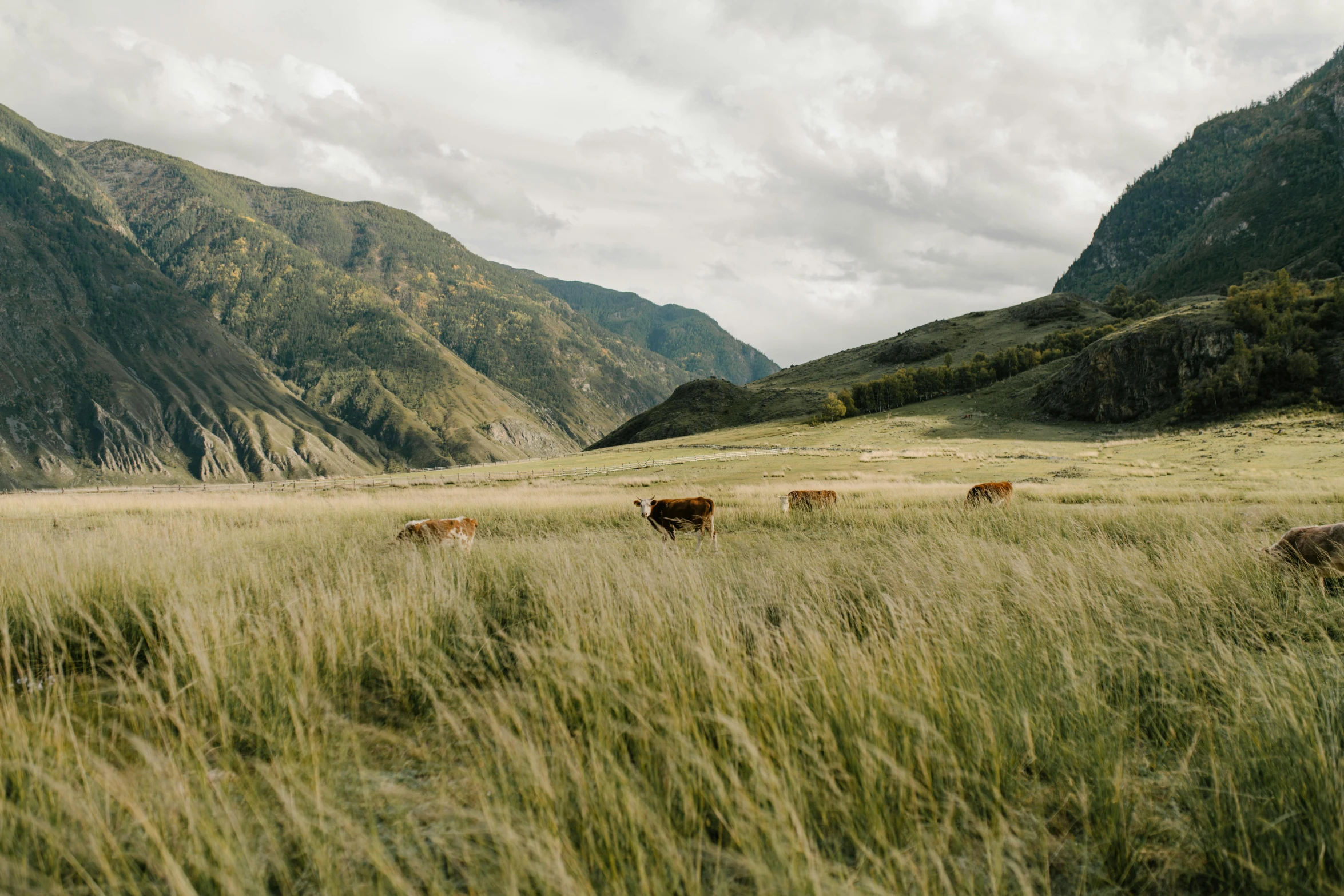 a herd of cattle standing on top of a lush green field, unsplash contest winner, wind river valley, medium format, hasselblad photo, dessert