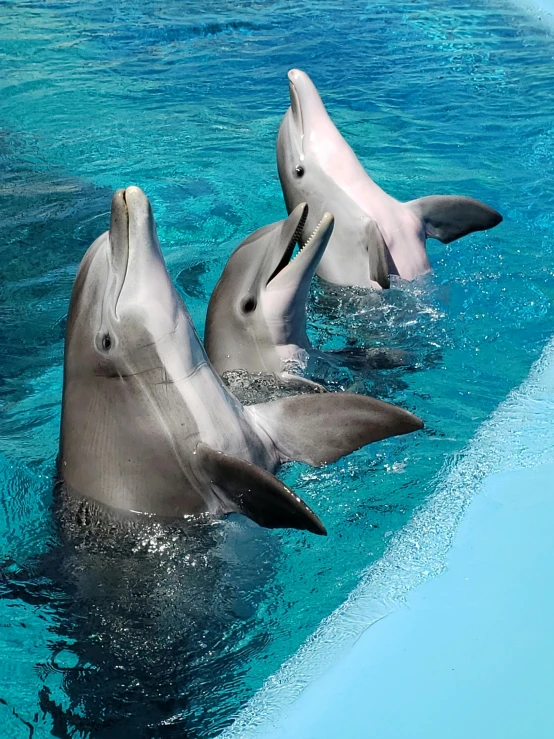 a couple of dolphins that are in the water, a screenshot, pexels contest winner, three animals, hear no evil, 8k resolution”, high angle shot