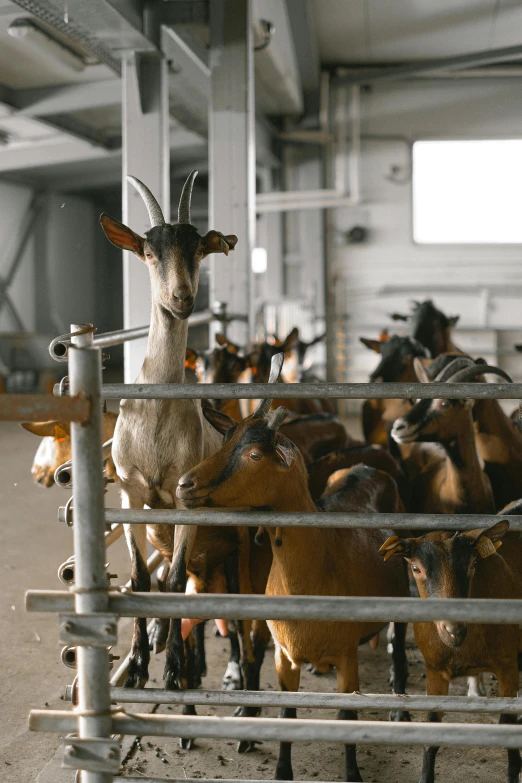 a herd of goats standing next to each other in a pen, by Johannes Martini, trending on unsplash, inside a warehouse, on ship, ready to eat, long neck