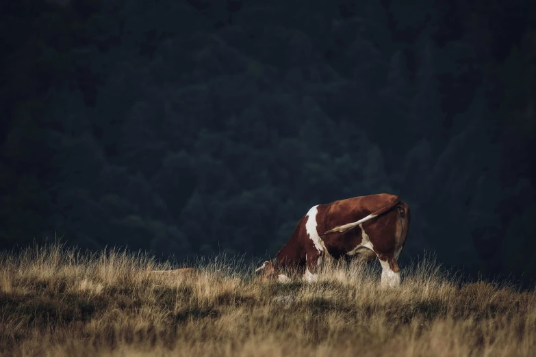 a brown and white cow standing on top of a grass covered field, by Daniel Seghers, unsplash contest winner, renaissance, on a dark background, red bull, mountainside, medium format