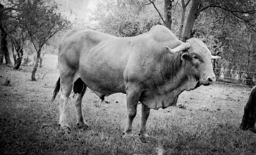 a black and white photo of a cow in a field, a black and white photo, by Jan Rustem, black bull samurai, hybrid from dynasty warriror, giga chad capaybara, 2 0 th century