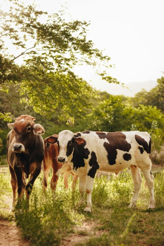 a herd of cows standing on top of a lush green field, jamaica, jen atkin, shot at golden hour, vanilla