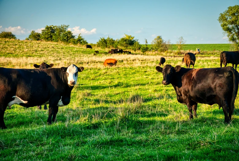 a herd of cows standing on top of a lush green field, fan favorite, iowa, tourist photo, stockphoto