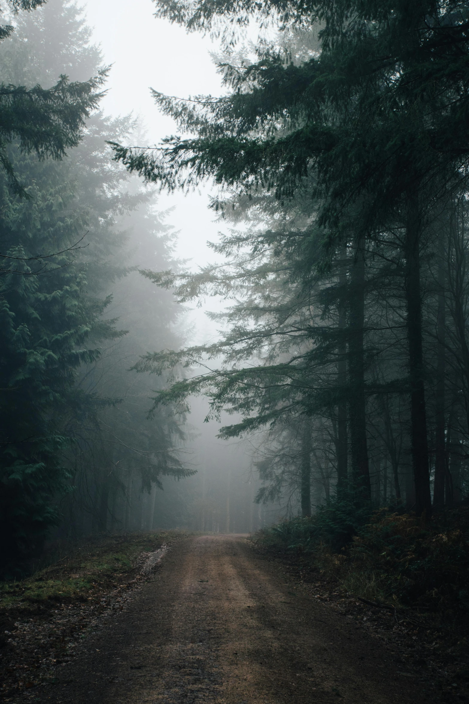 a dirt road in the middle of a forest, under a gray foggy sky, paul barson, in serene forest setting, ((forest))