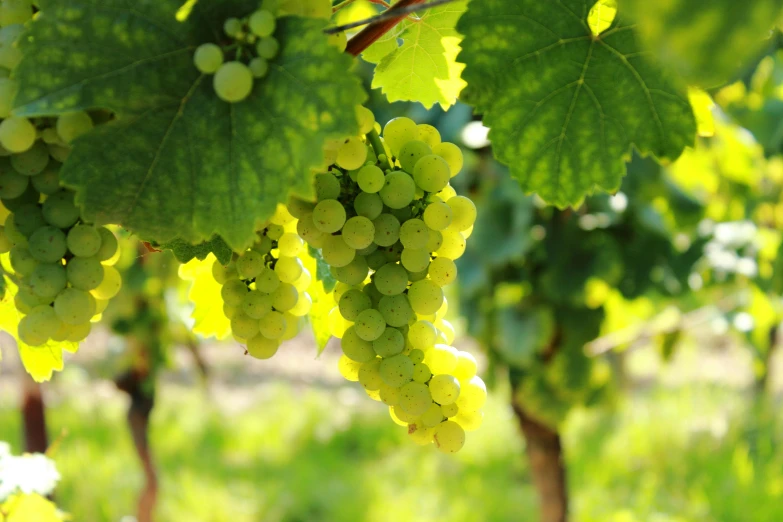 a bunch of green grapes hanging from a vine, award-winning crisp details”, sparkling in the sunlight, promo image, thumbnail