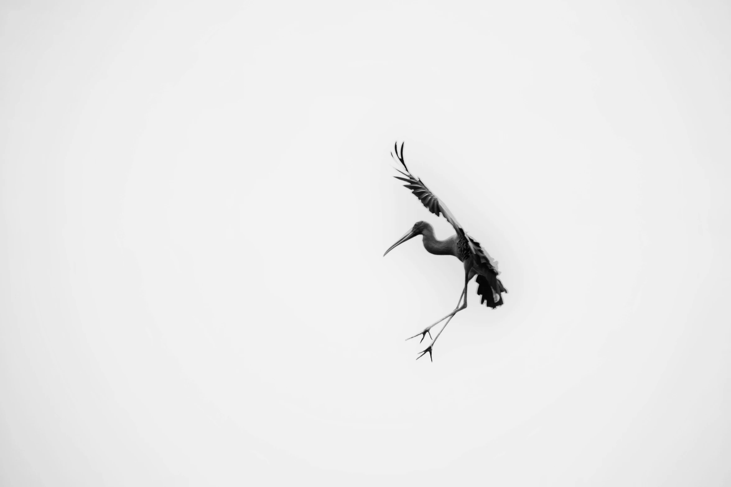 a black and white photo of a bird in flight, by Matthias Weischer, unsplash contest winner, minimalism, contorted limbs, heron, hight decorated, miniature product photo