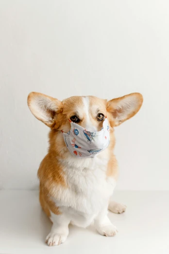 a brown and white dog wearing a face mask, a picture, product shot, thumbnail, corgi, made of lab tissue