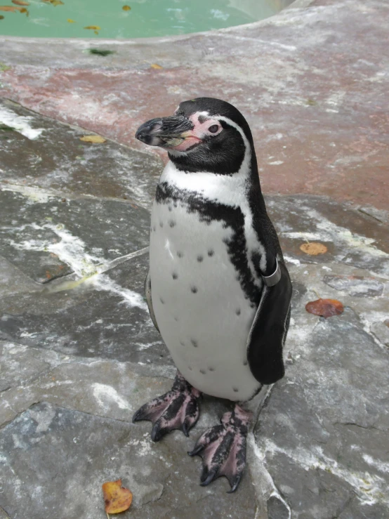 a penguin standing on a rock next to a pool, happening, markings on his face, extremely polished, quechua!