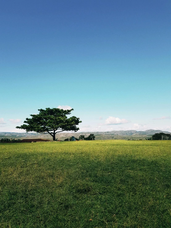 a lone tree sitting on top of a lush green field, pexels contest winner, minimalism, colors of jamaica, clear blue skies, shot on iphone, wide view of a farm