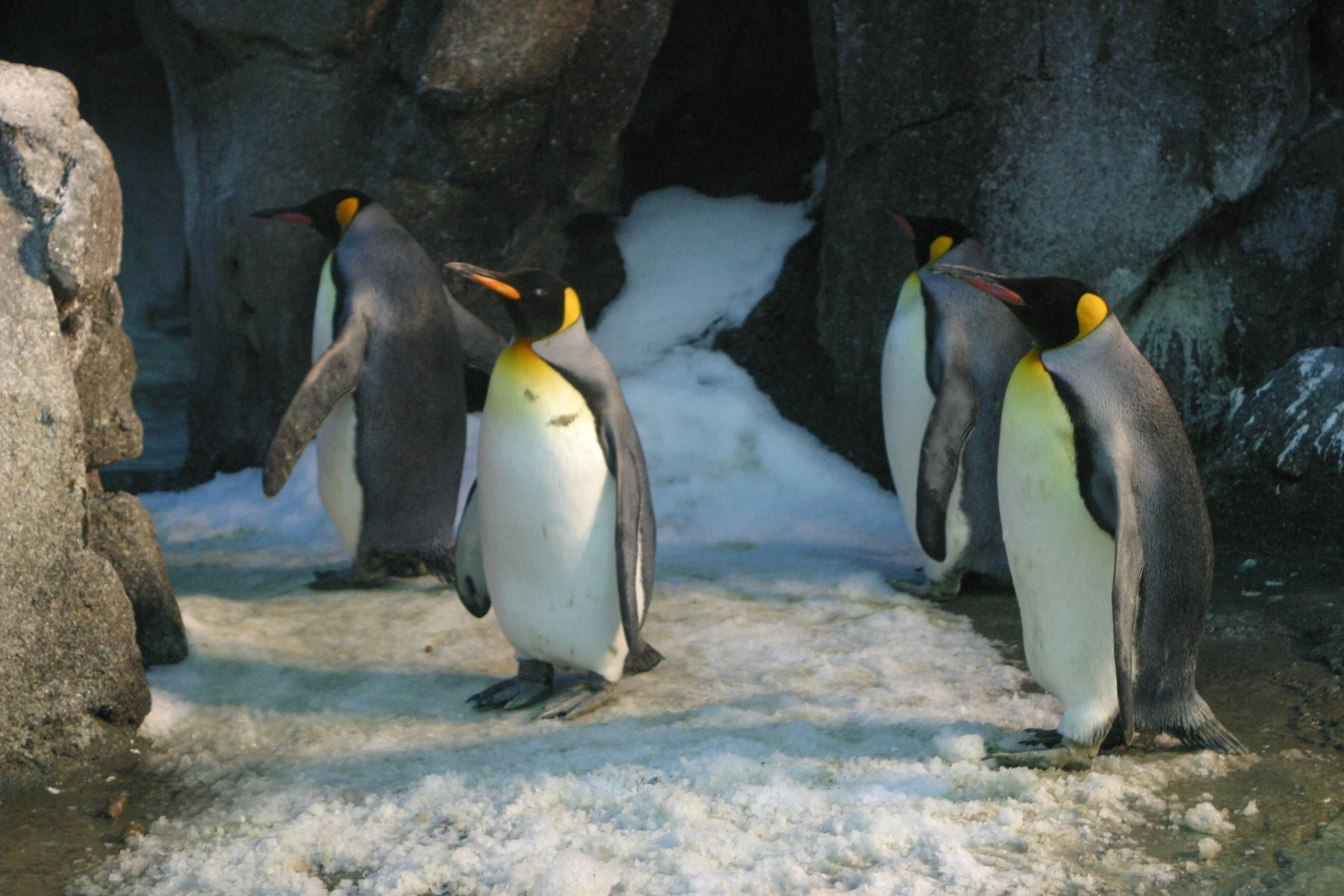 a group of penguins standing next to each other, inspired by Jean-Léon Gérôme, pexels contest winner, standing in a grotto, biodome, thumbnail, multiple stories