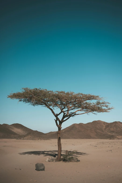 a lone tree in the middle of the desert, unsplash contest winner, cloudless sky, aruba, classical, brown