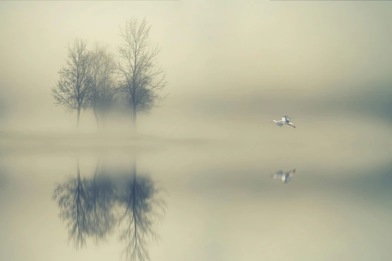 a couple of birds flying over a body of water, a picture, inspired by Gediminas Pranckevicius, pexels contest winner, ghostly white trees, beige mist, blurred, threes