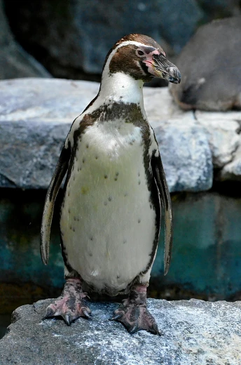 a penguin standing on top of a rock next to a body of water, a portrait, flickr, in the zoo exhibit, bumpy mottled skin, male emaciated, hyperdetailed!