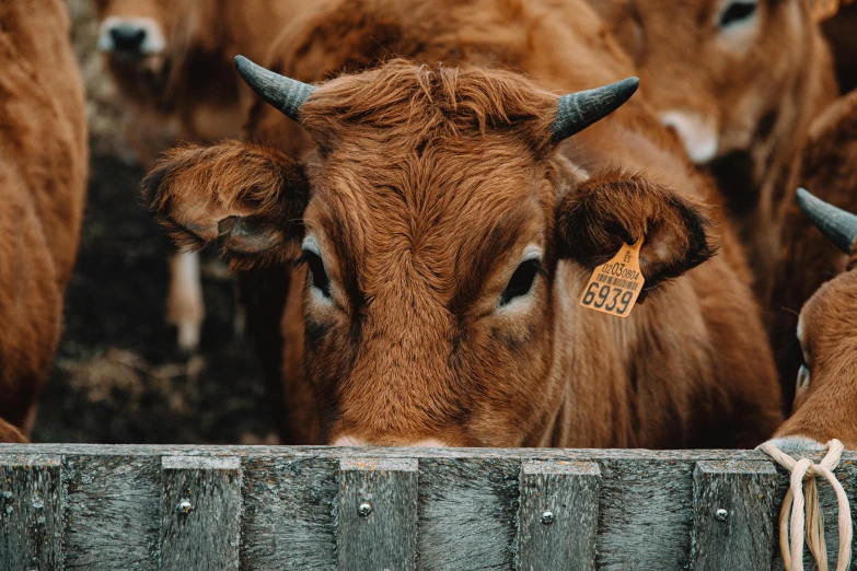 a herd of brown cows standing next to each other, pexels contest winner, sharp metal ears, thumbnail, jovana rikalo, a wooden