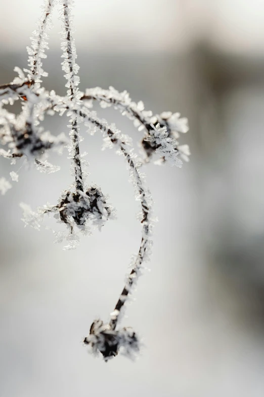 a close up of a plant with frost on it, trending on pexels, mikko lagerstedt, made of crystals, decorations, winding branches