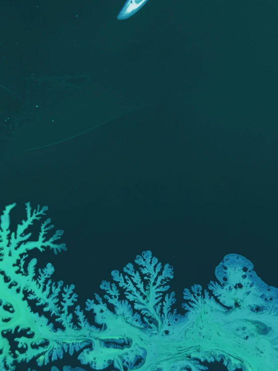 a fish that is swimming in the water, an album cover, by Attila Meszlenyi, trending on unsplash, generative art, delicate coral sea bottom, nighttime, mapbox, high - angle view