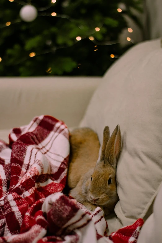 a rabbit sitting on a couch in front of a christmas tree, curled up under the covers, shot with sony alpha, a cozy