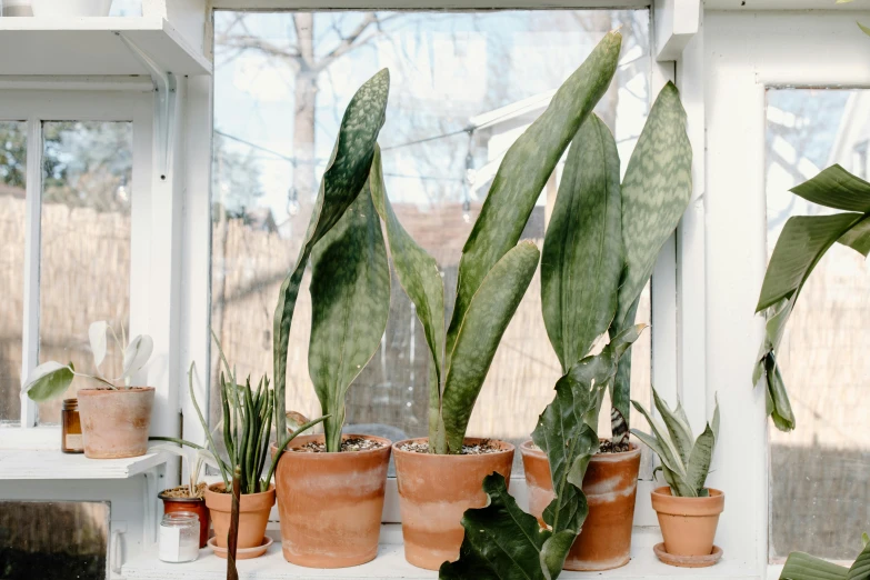 a row of potted plants on a window sill, by Carey Morris, trending on unsplash, 🦩🪐🐞👩🏻🦳, ramps, large terrarium, front back view and side view