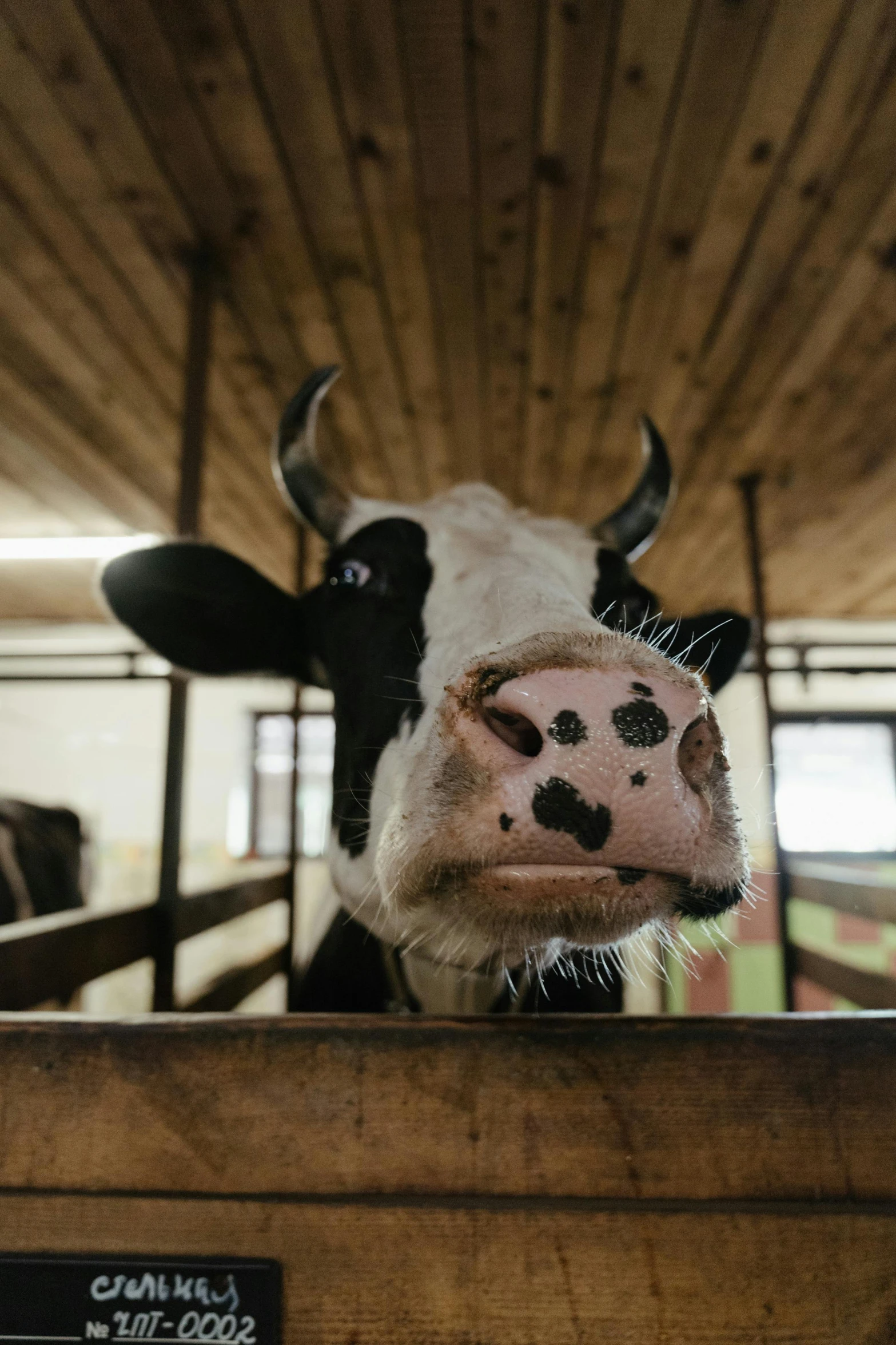 a cow sticking its head over a fence, trending on unsplash, indoor picture, square nose, inside a barn, high-quality photo