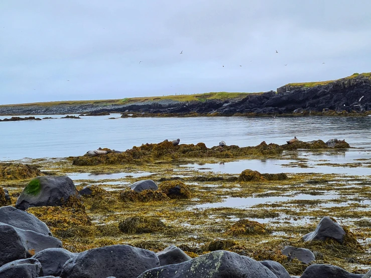 a number of rocks near a body of water, by Else Alfelt, pexels contest winner, hurufiyya, orkney islands, birds in the distance, remote icelandic village, sea weed