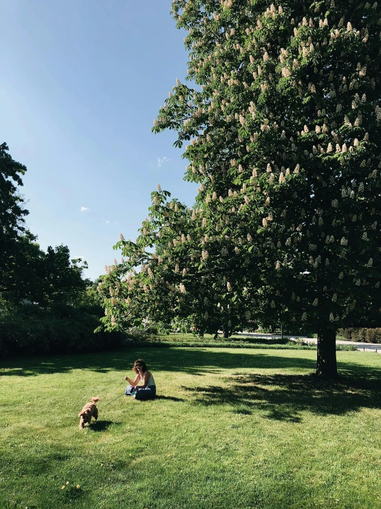 a woman sitting on top of a lush green field, sitting under a tree, berlin park, 2019 trending photo, with dogs