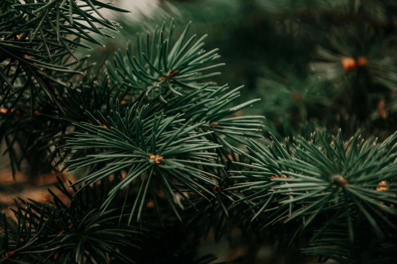 a close up of a pine tree with green needles, an album cover, by Emma Andijewska, trending on pexels, background image, alessio albi, holiday season, a cozy