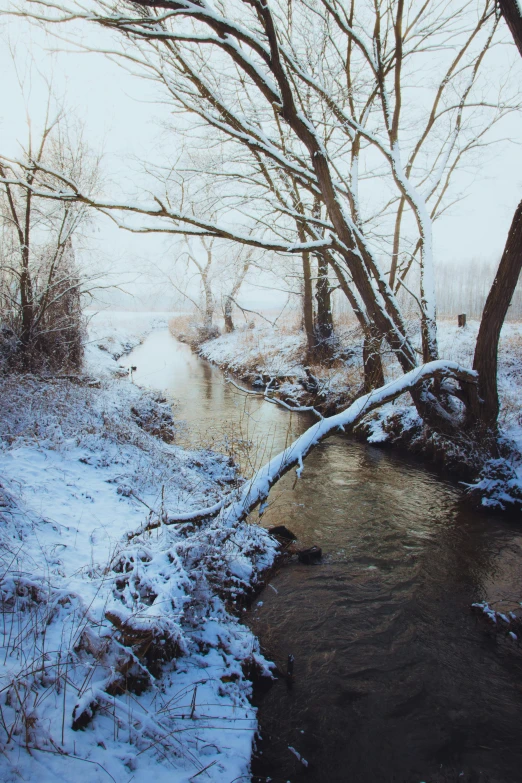 a stream running through a snow covered forest, a picture, unsplash contest winner, medium format. soft light, 4k photo”, american realist, historical photo