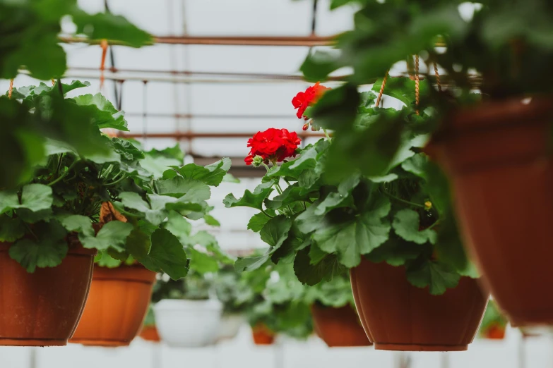 a bunch of potted plants in a greenhouse, a photo, unsplash, red and green, hanging, flowers blooming, high quality image”