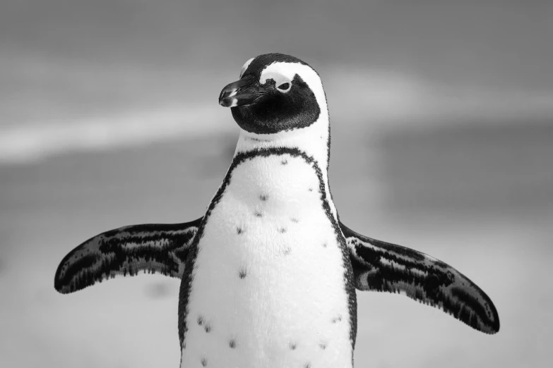 a black and white photo of a penguin on the beach, fine art, his arms spread. ready to fly, hyperdetailed!, penguinz0, dynamic closeup