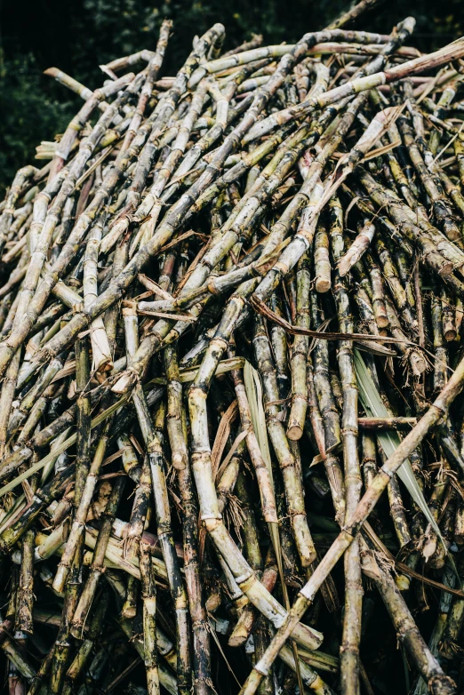 a pile of sticks piled on top of each other, an album cover, inspired by Patrick Dougherty, unsplash, sugar, deforestation, cane, full frame image