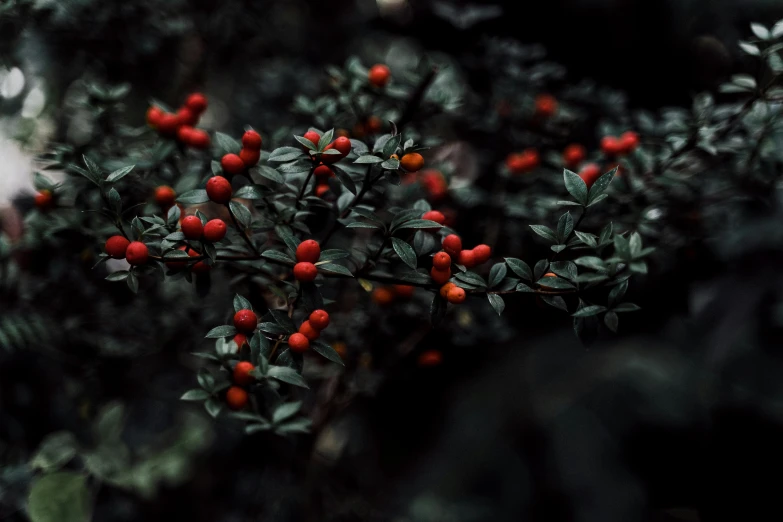 a bush with red berries and green leaves, an album cover, inspired by Elsa Bleda, trending on unsplash, hurufiyya, muted dark colors, alessio albi, high quality screenshot, dark grey and orange colours