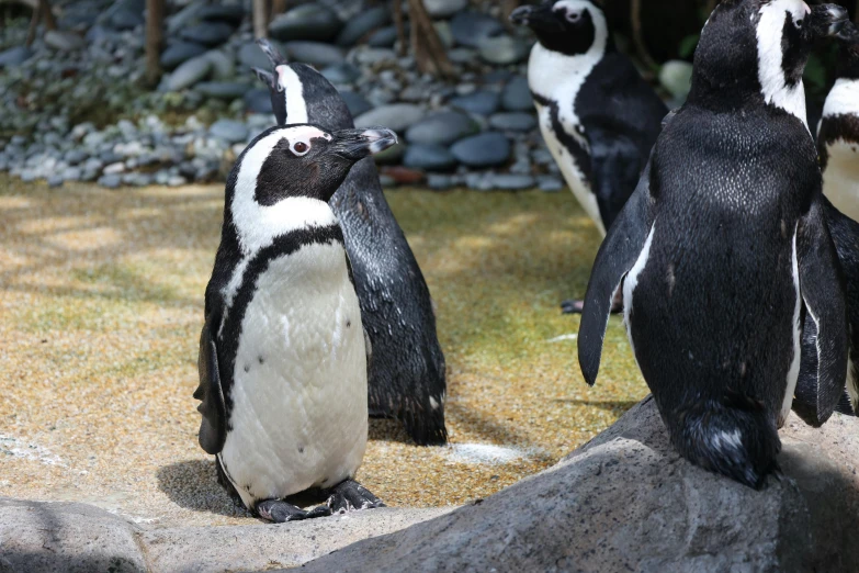 a group of penguins standing on top of a rock, in the zoo exhibit, zoomed in, fan favorite, portrait mode photo