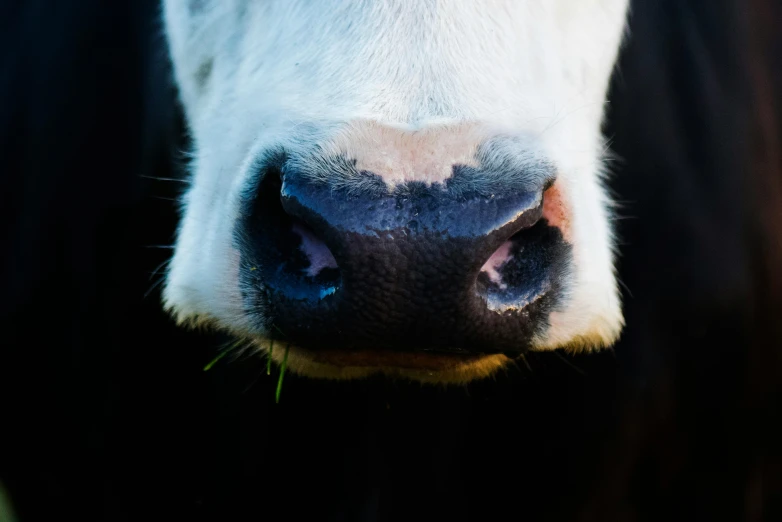 a close up of the nose of a cow, unsplash, square nose, milk, paul barson, environmental