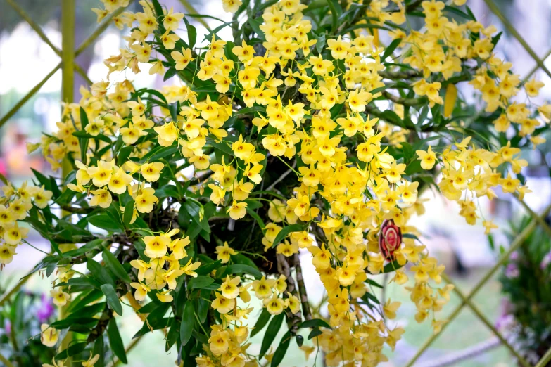 a close up of a plant with yellow flowers, by Gwen Barnard, floating bouquets, kuntilanak on tree, orchid, high quality product image”