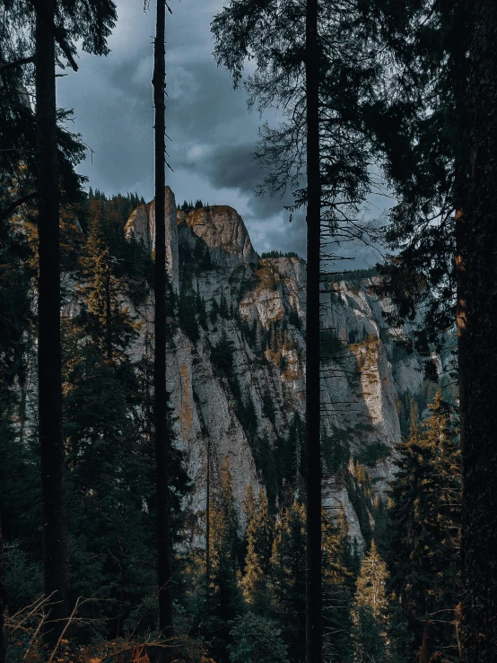 a forest filled with lots of tall trees, a picture, by Johannes Voss, unsplash contest winner, renaissance, cliff side at dusk, built into trees and stone, today\'s featured photograph 4k, dark mountains