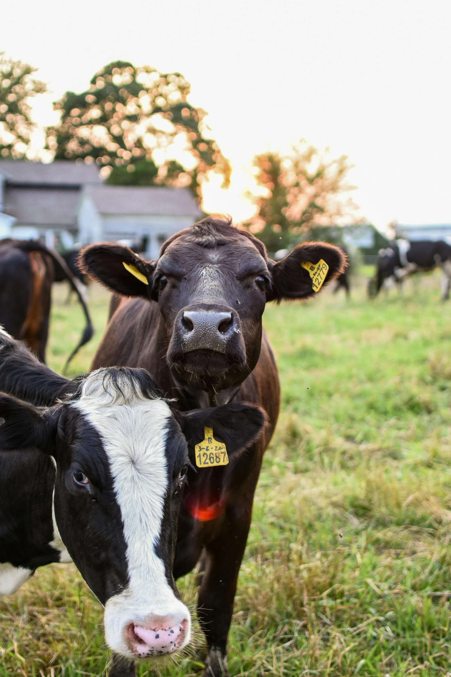 a herd of cows standing on top of a lush green field, tillamook cheese, standing in the grass at sunset, up-close, top milk brands