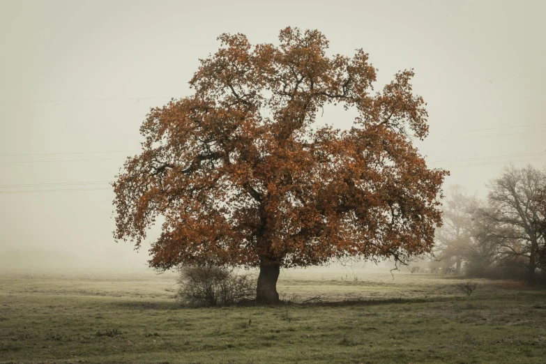 a lone tree in a field on a foggy day, unsplash contest winner, autumn colour oak trees, portrait of a old, brown, medium format color photography